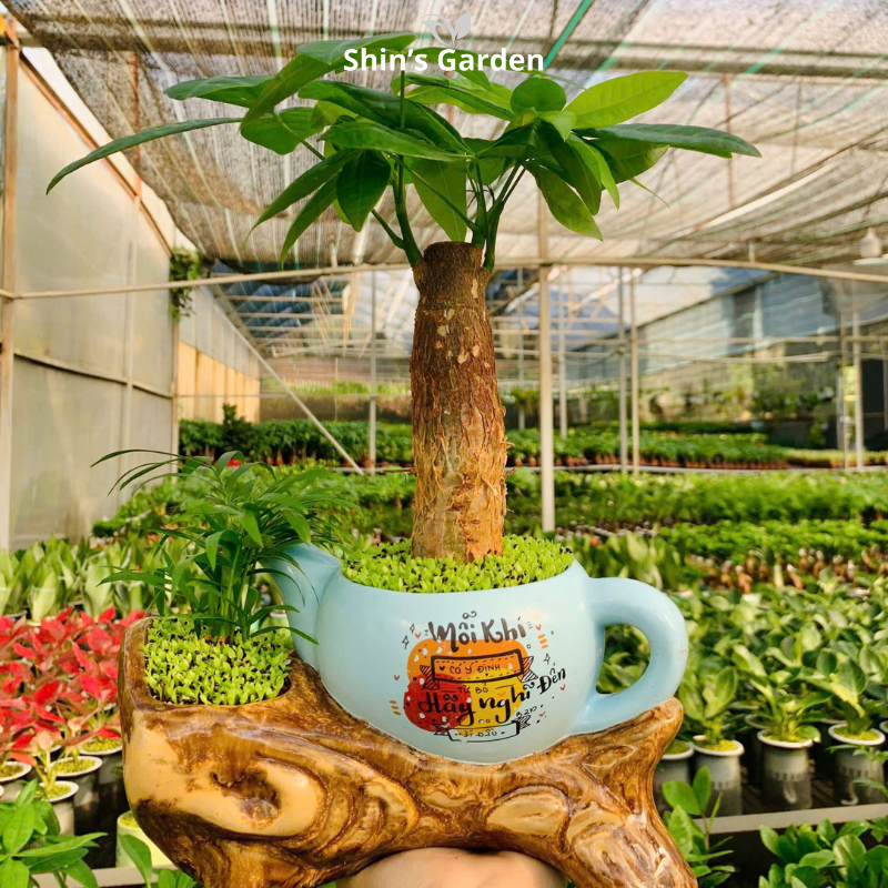 Cây kim ngân | 1 thân | QV00099 | Chậu kiểu ấm trà | 30 - 45 cm | Tài lộc, Phát tài, Phát lộc | Shin's Garden