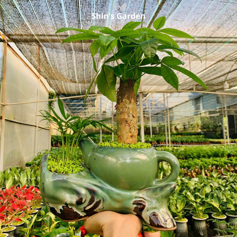 Cây kim ngân | 1 thân | QV00099 | Chậu kiểu ấm trà | 30 - 45 cm | Tài lộc, Phát tài, Phát lộc | Shin's Garden