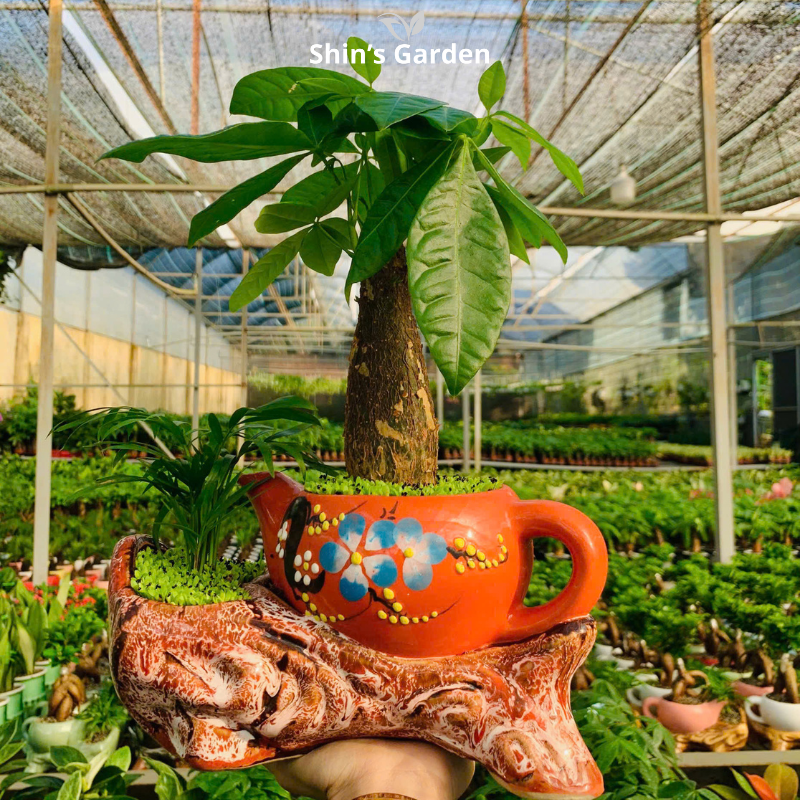 Cây kim ngân | 1 thân | QV00099 | Chậu kiểu ấm trà | 30 - 45 cm | Tài lộc, Phát tài, Phát lộc | Shin's Garden