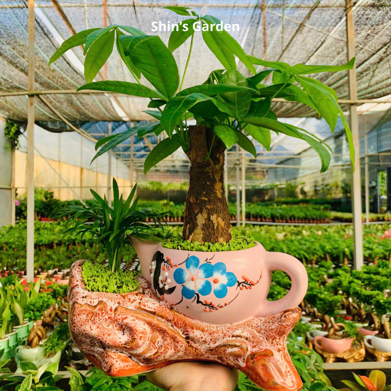 Cây kim ngân | 1 thân | QV00099 | Chậu kiểu ấm trà | 30 - 45 cm | Tài lộc, Phát tài, Phát lộc | Shin's Garden