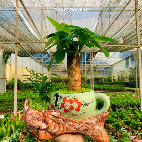  Cây kim ngân | 1 thân | QV00099 | Chậu kiểu ấm trà | 30 - 45 cm | Tài lộc, Phát tài, Phát lộc | Shin's Garden 