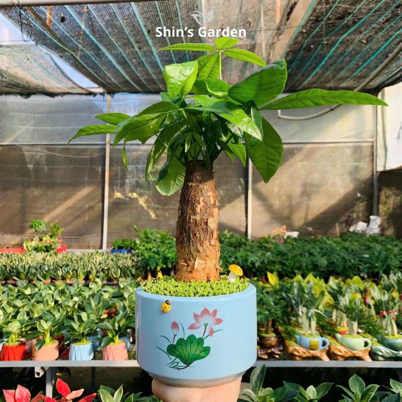 Cây kim ngân | 1 thân | QV0010 | Chậu sứ họa thiết | 40 - 50 cm | Tài lộc, Phát tài, Phát lộc | Shin's Garden