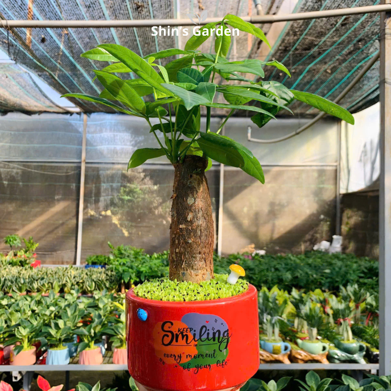 Cây kim ngân | 1 thân | QV0010 | Chậu sứ họa thiết | 40 - 50 cm | Tài lộc, Phát tài, Phát lộc | Shin's Garden