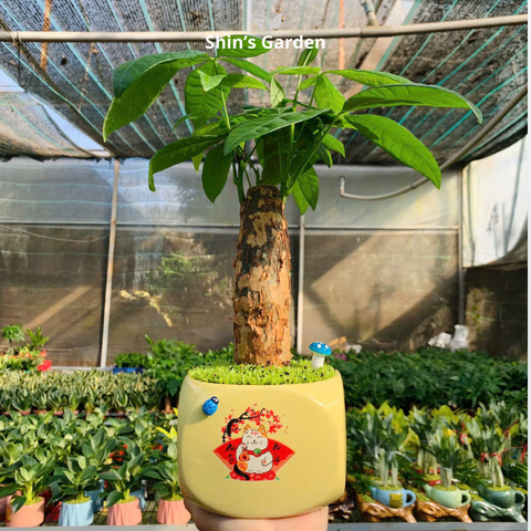  Cây kim ngân | 1 thân | QV0010 | Chậu sứ họa thiết | 40 - 50 cm | Tài lộc, Phát tài, Phát lộc | Shin's Garden 