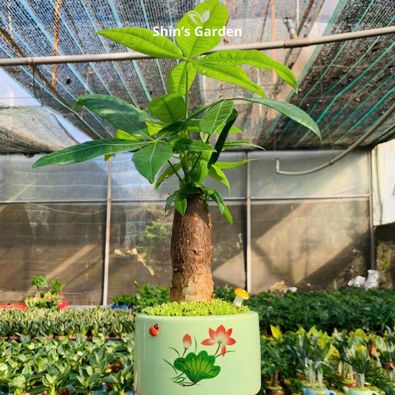 Cây kim ngân | 1 thân | QV0010 | Chậu sứ họa thiết | 40 - 50 cm | Tài lộc, Phát tài, Phát lộc | Shin's Garden