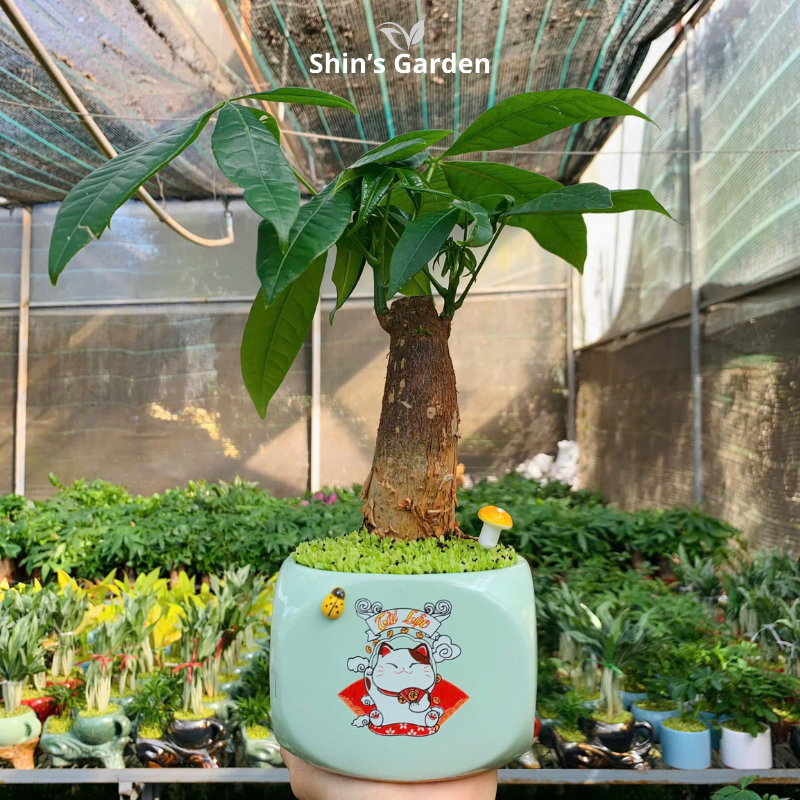 Cây kim ngân | 1 thân | QV0010 | Chậu sứ họa thiết | 40 - 50 cm | Tài lộc, Phát tài, Phát lộc | Shin's Garden