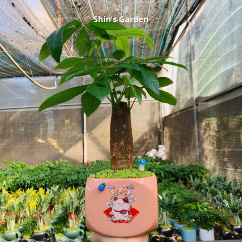  Cây kim ngân | 1 thân | QV0010 | Chậu sứ họa thiết | 40 - 50 cm | Tài lộc, Phát tài, Phát lộc | Shin's Garden 