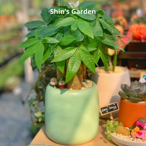  Cây kim ngân | 3 thân | SG00008 | Chậu sứ xanh | 50 - 60 cm | Tài lộc, Phát tài, Phát lộc | Shin's Garden 