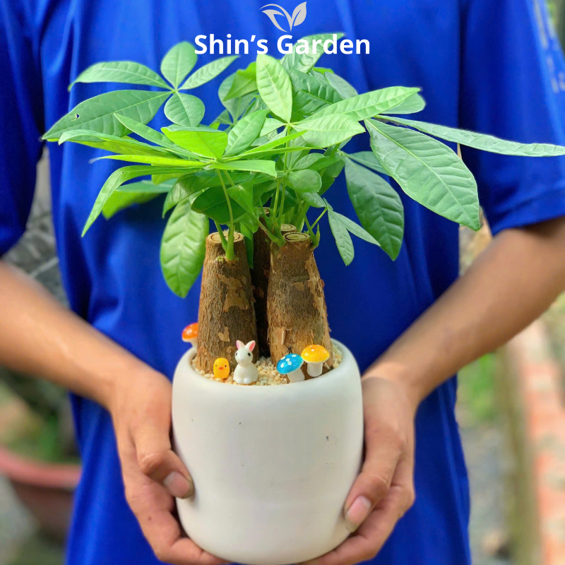 Cây kim ngân | 3 thân | SG000013 | Chậu sứ trắng | 50 - 60 cm | Tài lộc, Phát tài, Phát lộc | Shin's Garden
