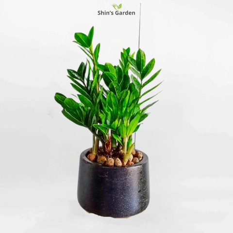  Cây kim tiền | KVTP00096 | Chậu đá mài | 40 - 60 cm | Tài lộc, May mắn, Thịnh vượng | Shin's Garden 