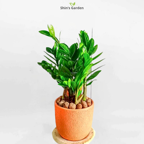  Cây kim tiền | KVTP00095 | Chậu đất nung | 30 - 50 cm | Tài lộc, May mắn, Thịnh vượng | Shin's Garden 