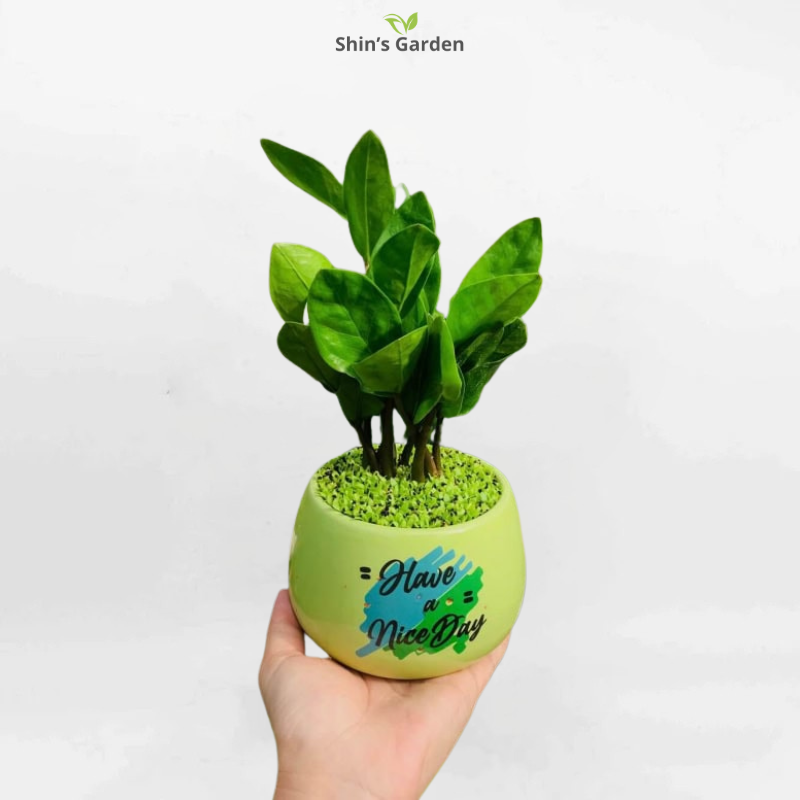 Cây kim tiền | QV00076 | Chậu sứ họa tiết | 20 - 40 cm | Tài lộc, May mắn, Thịnh vượng | Shin's Garden