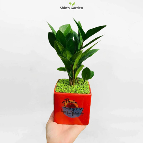  Cây kim tiền | QV00077 | Chậu sứ | 40 - 60 cm | Tài lộc, May mắn, Thịnh vượng | Shin's Garden 