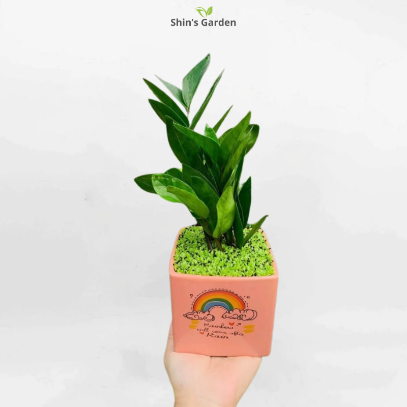 Cây kim tiền | QV00077 | Chậu sứ | 40 - 60 cm | Tài lộc, May mắn, Thịnh vượng | Shin's Garden