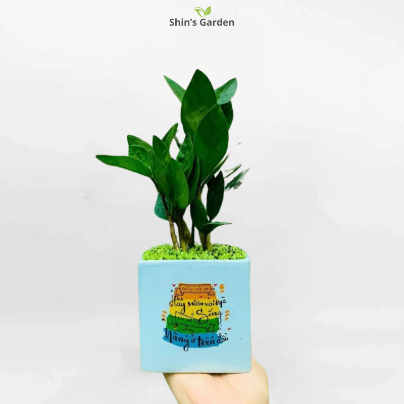 Cây kim tiền | QV00077 | Chậu sứ | 40 - 60 cm | Tài lộc, May mắn, Thịnh vượng | Shin's Garden