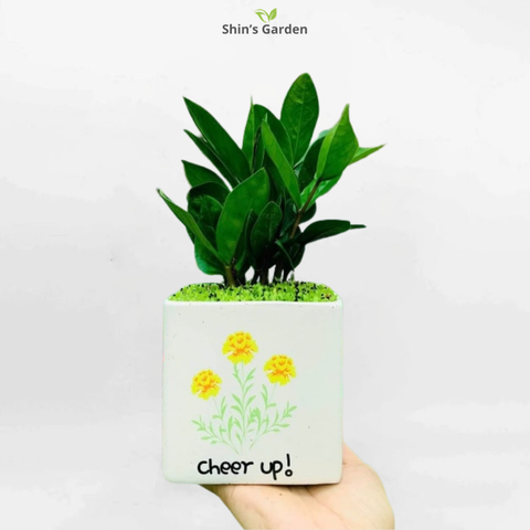  Cây kim tiền | QV00077 | Chậu sứ | 40 - 60 cm | Tài lộc, May mắn, Thịnh vượng | Shin's Garden 