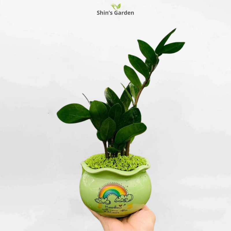 Cây kim tiền | QV00078 | Chậu sứ miệng loe | 20 - 40 cm | Tài lộc, May mắn, Thịnh vượng | Shin's Garden