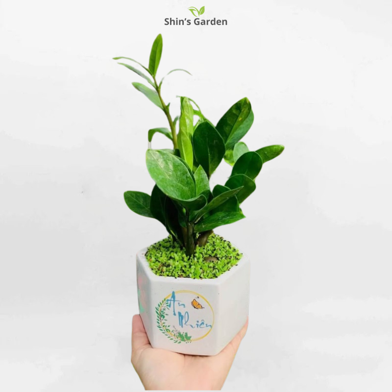 Cây kim tiền | QV00075 | Chậu sứ ngũ giác | 20 - 40 cm | Tài lộc, May mắn, Thịnh vượng | Shin's Garden