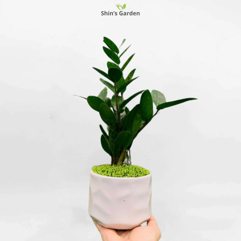 Cây kim tiền | QV00080 | Chậu sứ độc đáo | 30 - 50 cm | Tài lộc, May mắn, Thịnh vượng | Shin's Garden