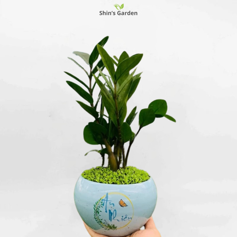 Cây kim tiền | QV00079 | Chậu sứ hình cầu | 30 - 50 cm | Tài lộc, May mắn, Thịnh vượng | Shin's Garden