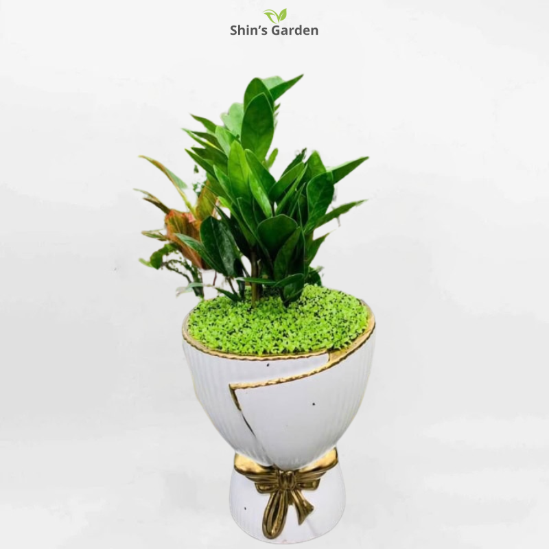 Cây kim tiền | QV00081 | Chậu sứ | 60 - 80 cm | Tài lộc, May mắn, Thịnh vượng | Shin's Garden