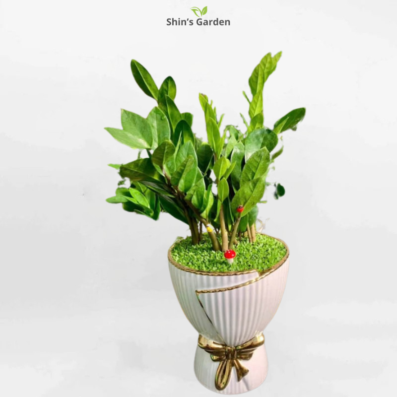 Cây kim tiền | QV00081 | Chậu sứ | 60 - 80 cm | Tài lộc, May mắn, Thịnh vượng | Shin's Garden