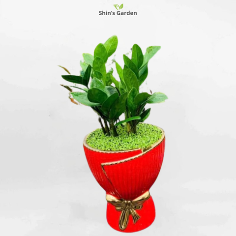  Cây kim tiền | QV00081 | Chậu sứ | 60 - 80 cm | Tài lộc, May mắn, Thịnh vượng | Shin's Garden 