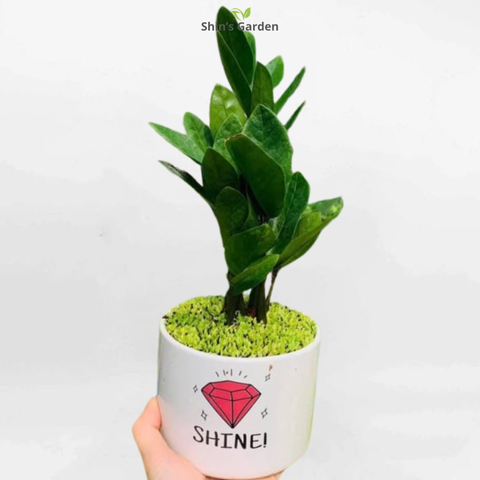  Cây kim tiền | QV00072 | Chậu sứ | 20 - 40 cm | Tài lộc, May mắn, Thịnh vượng | Shin's Garden 