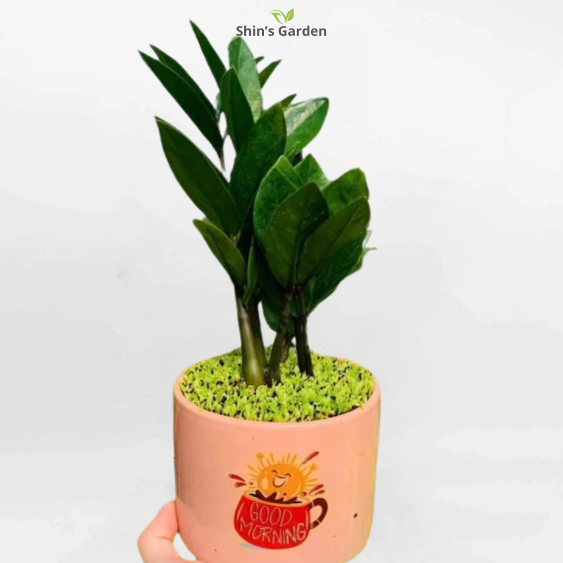 Cây kim tiền | QV00072 | Chậu sứ | 20 - 40 cm | Tài lộc, May mắn, Thịnh vượng | Shin's Garden