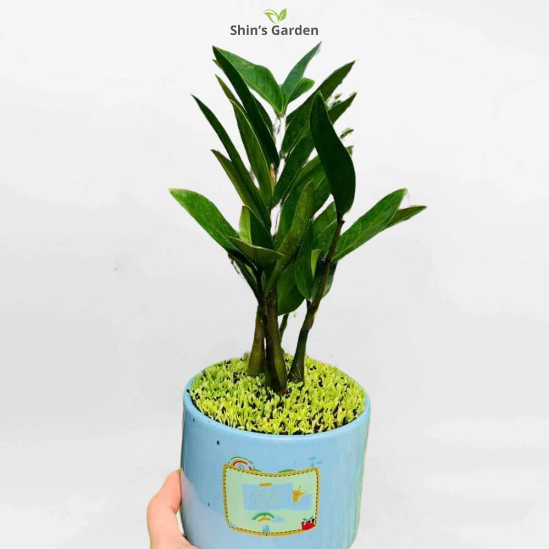 Cây kim tiền | QV00072 | Chậu sứ | 20 - 40 cm | Tài lộc, May mắn, Thịnh vượng | Shin's Garden