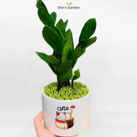  Cây kim tiền | QV00072 | Chậu sứ | 20 - 40 cm | Tài lộc, May mắn, Thịnh vượng | Shin's Garden 