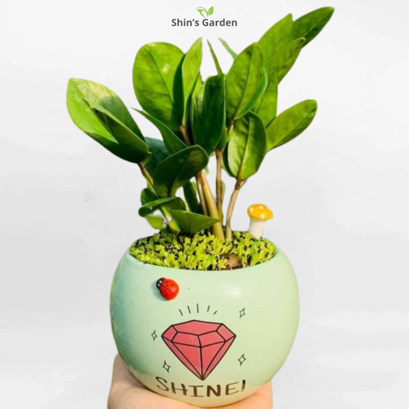 Cây kim tiền | QV00071 | Chậu sứ xanh | 20 - 40 cm | Tài lộc, May mắn, Thịnh vượng | Shin's Garden