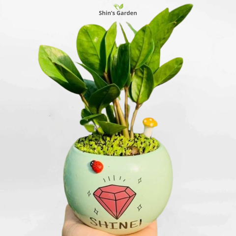  Cây kim tiền | QV00071 | Chậu sứ xanh | 20 - 40 cm | Tài lộc, May mắn, Thịnh vượng | Shin's Garden 