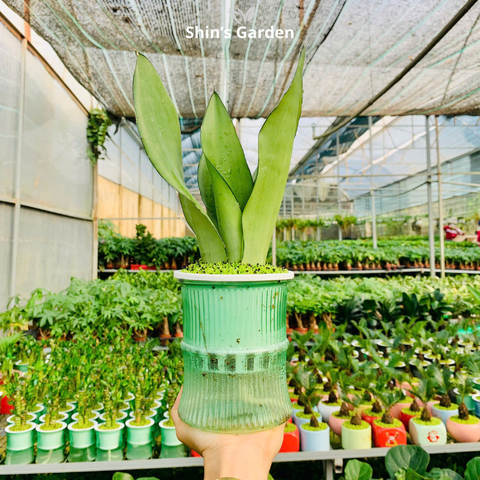  Cây lưỡi hổ bạc thủy sinh | QV0006 | Chậu thủy tinh | 30 - 40 cm | Xua đuổi tà khí, Thu hút tài lộc | Shin's Garden 