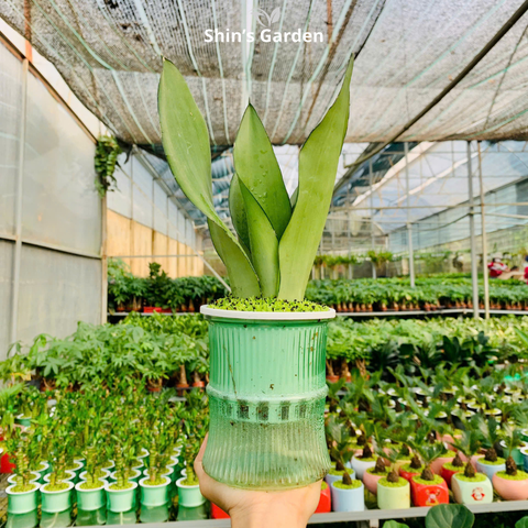  Cây lưỡi hổ bạc thủy sinh | QV0006 | Chậu thủy tinh | 30 - 40 cm | Xua đuổi tà khí, Thu hút tài lộc | Shin's Garden 