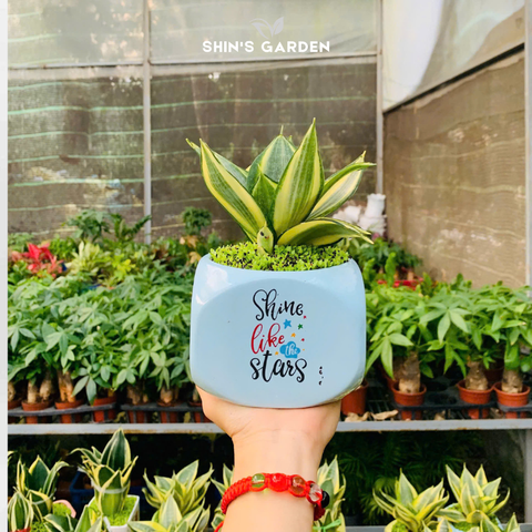  Cây lưỡi mèo sứ xanh, vàng | QV0012 | Chậu sứ họa tiết | 10 - 15 cm | Lọc không khí, Trang trí, Giảm stress | Shin's Garden 