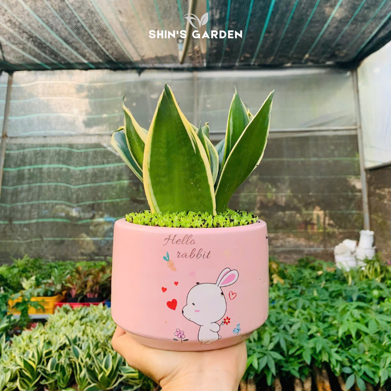 Cây lưỡi mèo sứ xanh, vàng | QV0012 | Chậu sứ họa tiết | 10 - 15 cm | Lọc không khí, Trang trí, Giảm stress | Shin's Garden