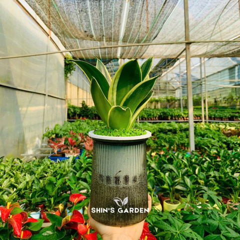  Cây lưỡi mèo thủy sinh | QV0011 | Chậu thủy tinh | 10 - 15 cm | Lọc không khí, Trang trí, Giảm stress | Shin's Garden 