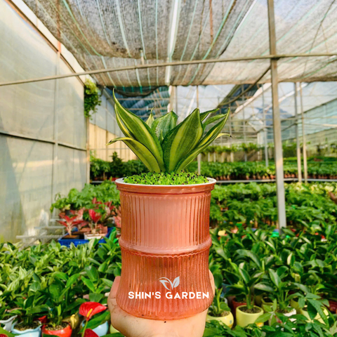  Cây lưỡi mèo thủy sinh | QV0011 | Chậu thủy tinh | 10 - 15 cm | Lọc không khí, Trang trí, Giảm stress | Shin's Garden 