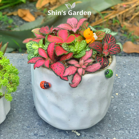  Cây may mắn | SG00051 | Chậu sứ trắng | 5 - 10 cm | May mắn, Tài lộc, Thịnh vượng | Shin's Garden 