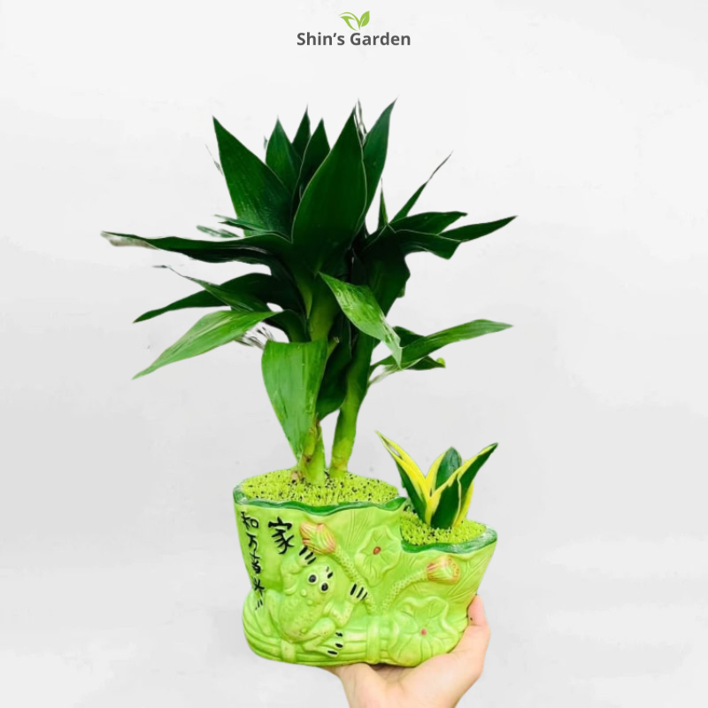 Cây phát tài | QV00087 | Chậu ếch, búp sen | 20 - 30 cm | Tài lộc, May mắn, Thịnh vượng | Shin's Garden