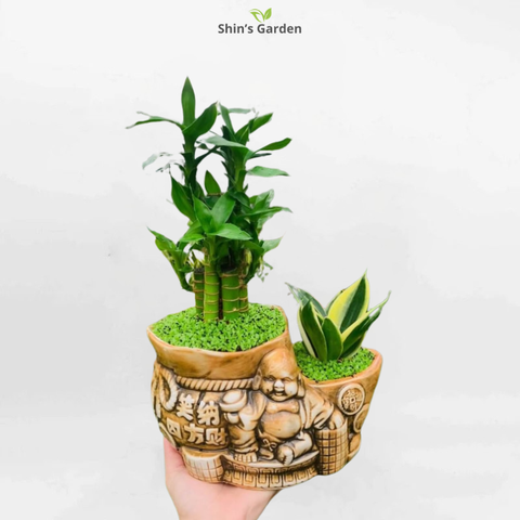  Cây phát tài | QV00086 | Chậu ông địa | 20 - 30 cm | Tài lộc, May mắn, Thịnh vượng | Shin's Garden 