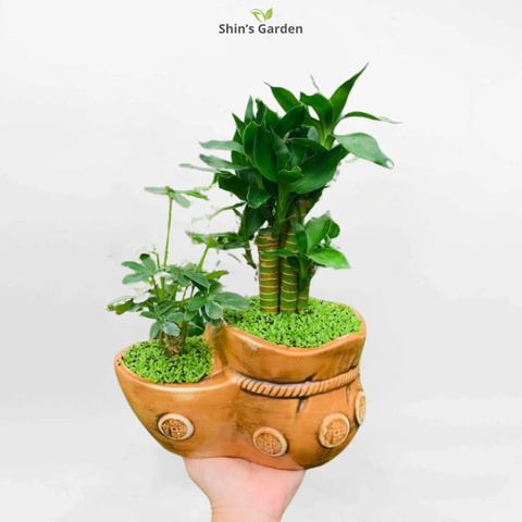  Cây phát tài | QV00085 | Chậu túi tiền | 20 - 30 cm | Tài lộc, May mắn, Thịnh vượng | Shin's Garden 