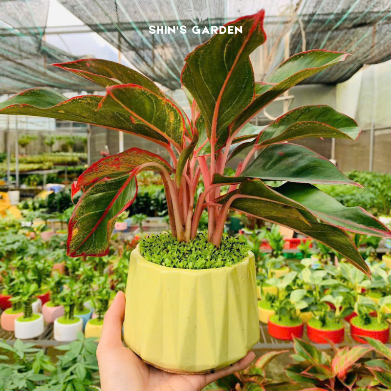 Cây phú quý | QV0021 | Chậu sứ họa tiết | 40 - 60 cm | May mắn, Phú quý, Thịnh vượng | Shin's Garden