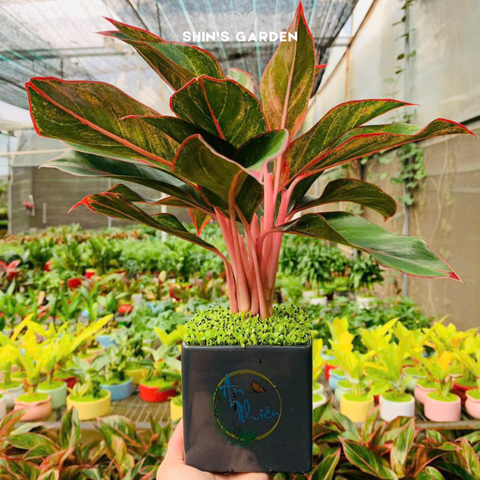  Cây phú quý | QV0021 | Chậu sứ họa tiết | 40 - 60 cm | May mắn, Phú quý, Thịnh vượng | Shin's Garden 