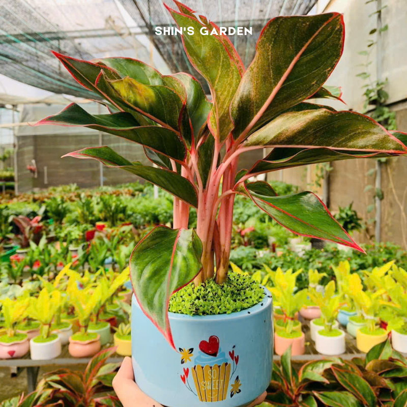 Cây phú quý | QV0021 | Chậu sứ họa tiết | 40 - 60 cm | May mắn, Phú quý, Thịnh vượng | Shin's Garden