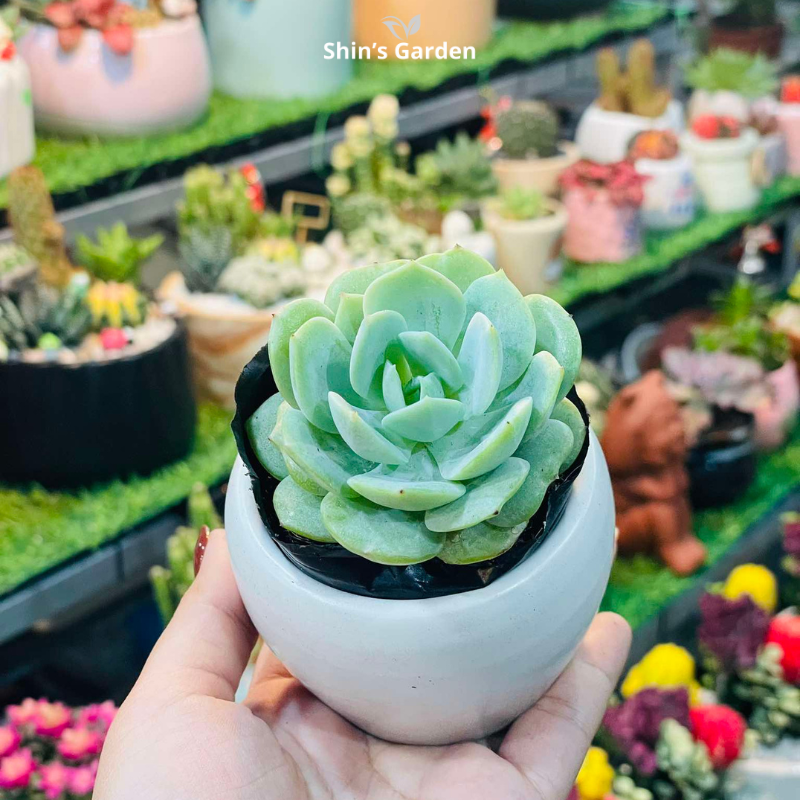 Cây sen đá | MSD00091 | Chậu sứ trắng | Nhiều màu | Trường tồn, May mắn, Vĩnh cửu | Shin's Garden