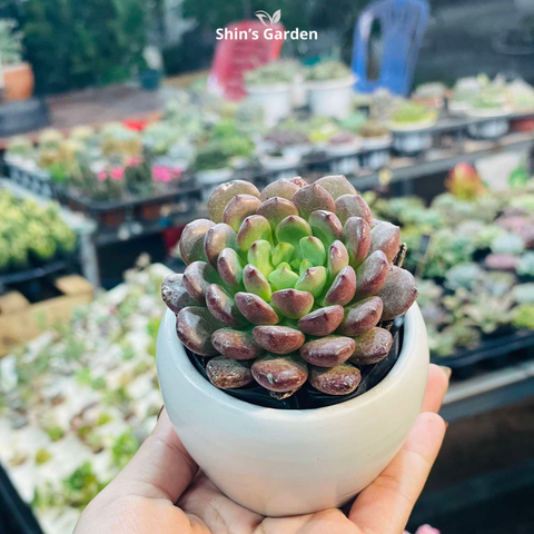  Cây sen đá | MSD00091 | Chậu sứ trắng | Nhiều màu | Trường tồn, May mắn, Vĩnh cửu | Shin's Garden 