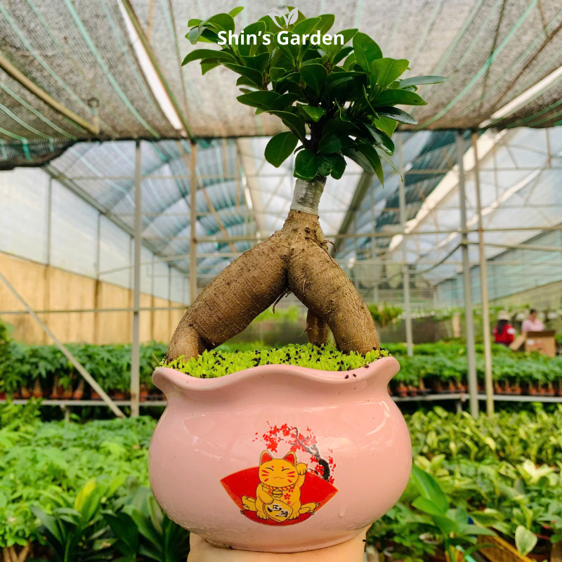 Cây si bonsai | QV0001 | Chậu sứ họa tiết | 40-50 cm | Cát tường, May mắn, Thịnh vượng | Shin's Garden
