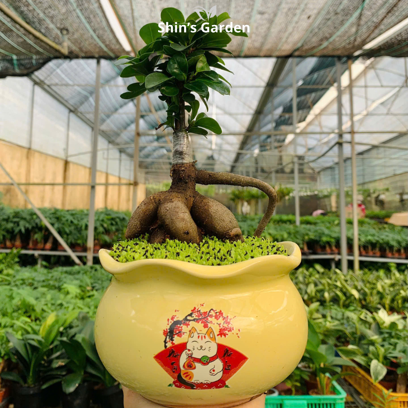 Cây si bonsai | QV0001 | Chậu sứ họa tiết | 40-50 cm | Cát tường, May mắn, Thịnh vượng | Shin's Garden